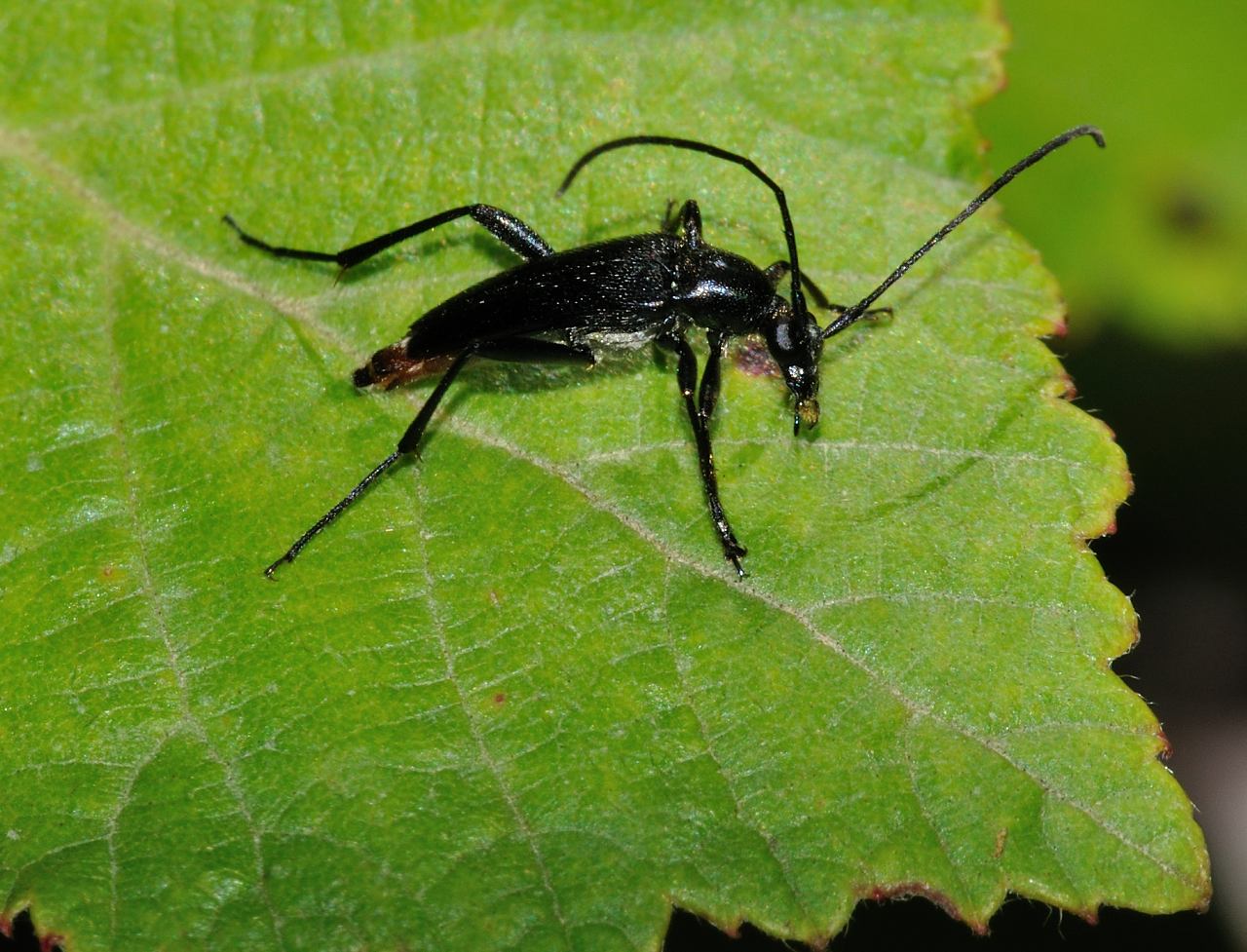 Stenurella nigra ?